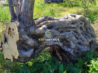 Οικόπεδο 5.000 τ.μ. για πώληση, Ν. Ρεθύμνου, Αρκάδι-thumb-35