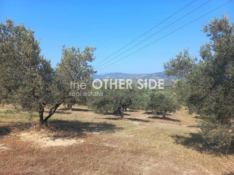 Αγροτεμάχια 10.000 τ.μ. προς πώληση, Σπαθοβούνι