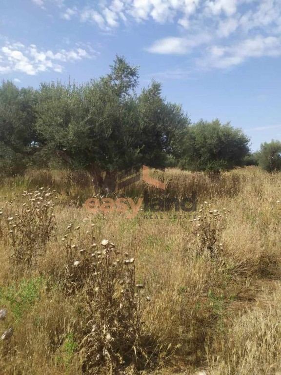 Οικόπεδο 17.000 τ.μ. προς πώληση, Αχαΐα, Φαρές