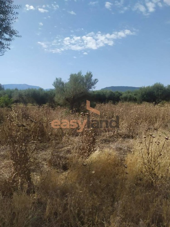 Οικόπεδο 17.000 τ.μ. προς πώληση, Αχαΐα, Φαρές