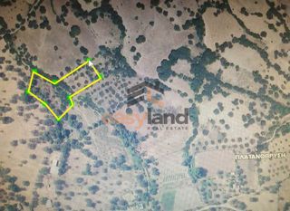 Αγροτεμάχια 4.500 τ.μ. για πώληση