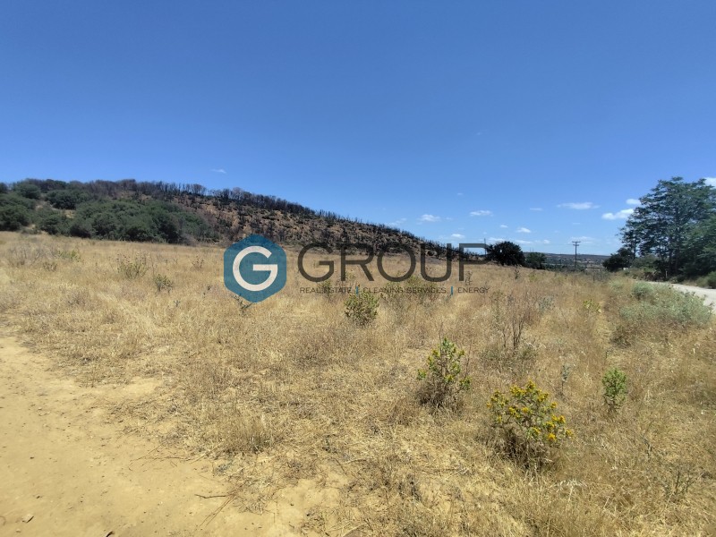 Αγροτεμάχια 9.405 τ.μ. πρός πώληση, Εβρος, Αλεξανδρούπολη
