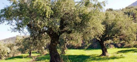 Αγροτεμάχια 2.500τ.μ. για πώληση-Ξυλόκαστρο » Κάτω λουτρό