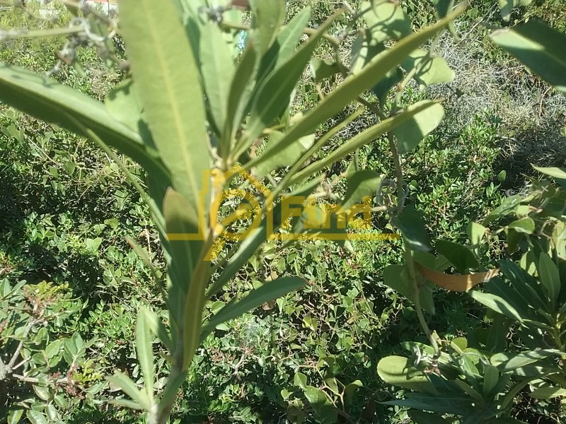 Οικόπεδο 325 τ.μ. πρός πώληση, Αθήνα - Ανατολικά Προάστια, Ανθούσα