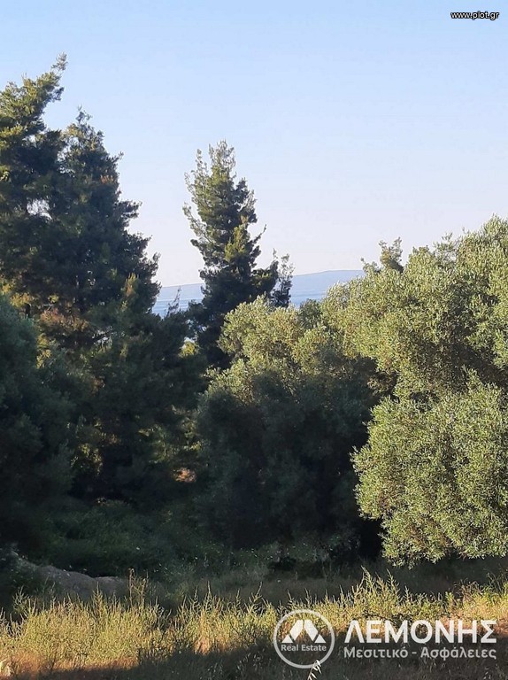 Αγροτεμάχια 10.000 τ.μ. πρός πώληση, Χαλκιδική, Παλλήνη