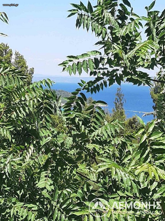 Οικόπεδο 8.000 τ.μ. πρός πώληση, Χαλκιδική, Παλλήνη