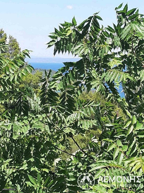 Οικόπεδο 8.000 τ.μ. πρός πώληση, Χαλκιδική, Παλλήνη