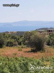 Αγροτεμάχια 5.000 τ.μ. για πώληση