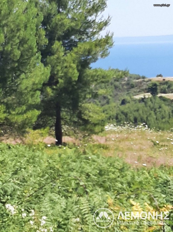 Αγροτεμάχια 5.000 τ.μ. πρός πώληση, Χαλκιδική, Κασσάνδρα