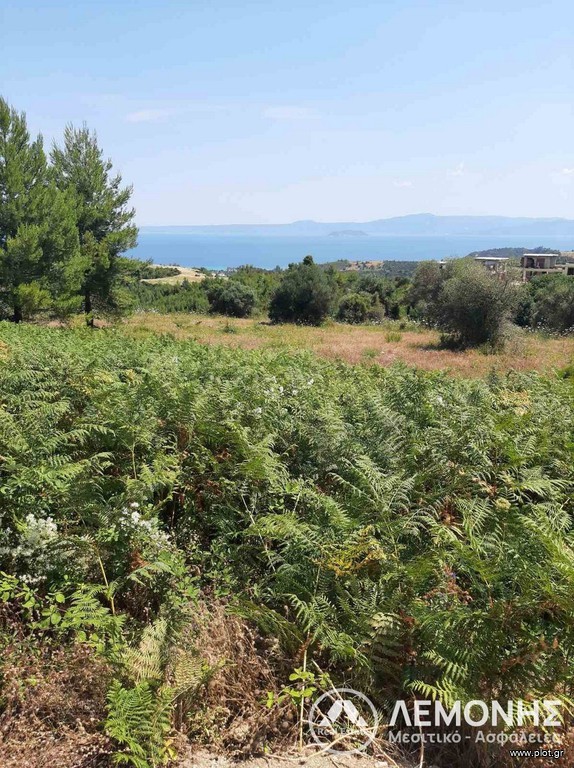 Αγροτεμάχια 5.000 τ.μ. πρός πώληση, Χαλκιδική, Κασσάνδρα