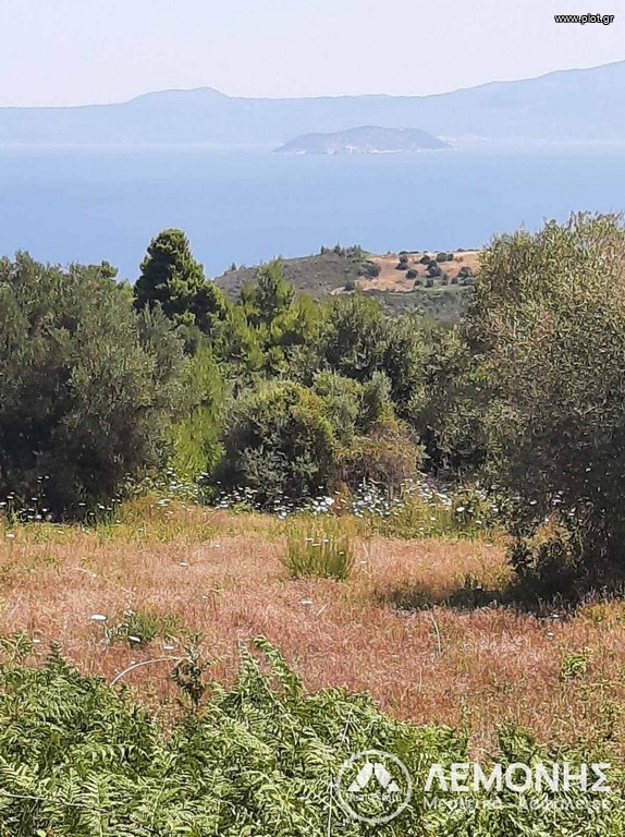 Αγροτεμάχια 5.000 τ.μ. πρός πώληση, Χαλκιδική, Κασσάνδρα