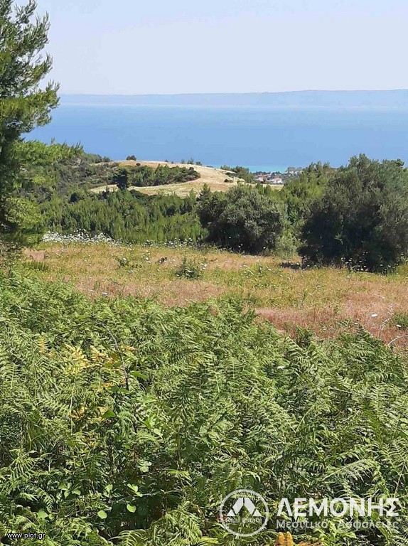 Αγροτεμάχια 5.000 τ.μ. πρός πώληση, Χαλκιδική, Κασσάνδρα