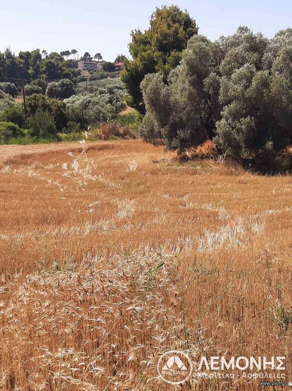 Αγροτεμάχια 10.500 τ.μ. πρός πώληση, Χαλκιδική, Παλλήνη