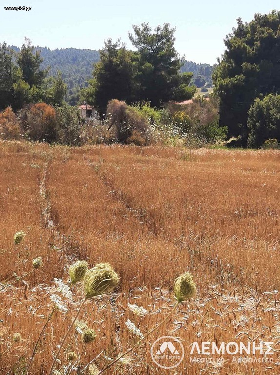 Αγροτεμάχια 10.500 τ.μ. πρός πώληση, Χαλκιδική, Παλλήνη