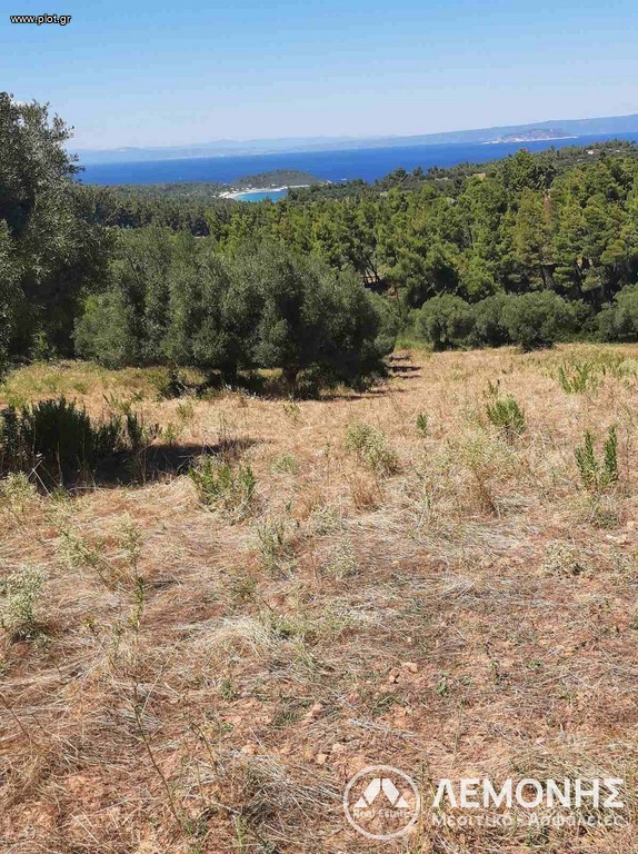 Αγροτεμάχια 5.300 τ.μ. πρός πώληση, Χαλκιδική, Παλλήνη