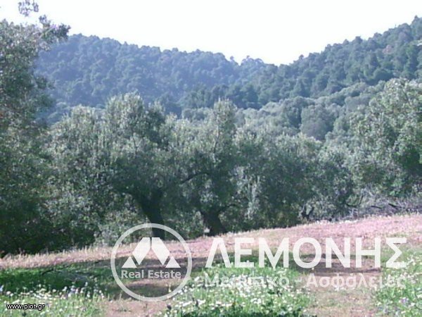 Αγροτεμάχια 1.200 τ.μ. πρός πώληση, Χαλκιδική, Παλλήνη
