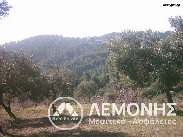 Αγροτεμάχια 24.000 τ.μ. πρός πώληση, Χαλκιδική, Παλλήνη