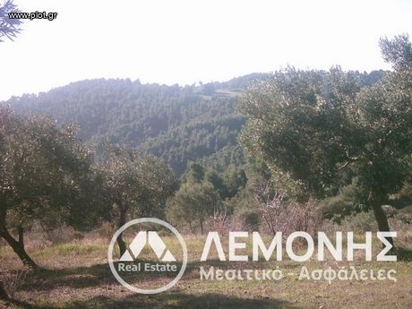 Αγροτεμάχια 24.000τ.μ. για πώληση-Παλλήνη » Παλιούρι