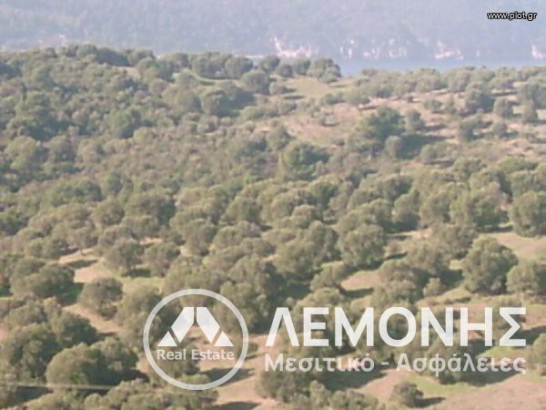 Αγροτεμάχια 24.000 τ.μ. πρός πώληση, Χαλκιδική, Παλλήνη