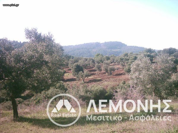 Αγροτεμάχια 24.000 τ.μ. πρός πώληση, Χαλκιδική, Παλλήνη