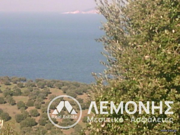 Αγροτεμάχια 24.000 τ.μ. πρός πώληση, Χαλκιδική, Παλλήνη