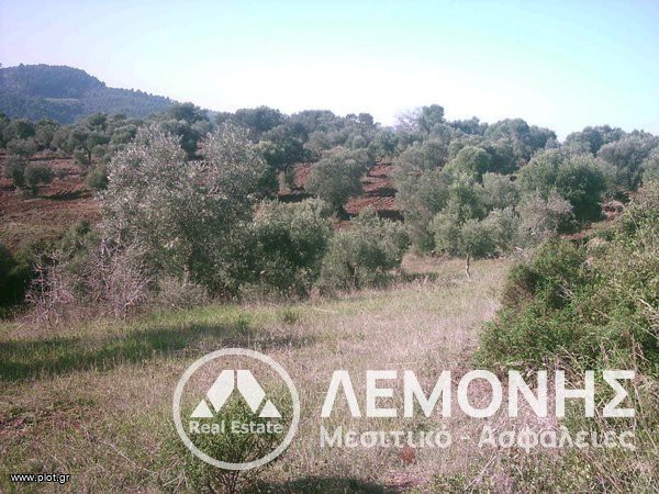 Αγροτεμάχια 24.000 τ.μ. πρός πώληση, Χαλκιδική, Παλλήνη