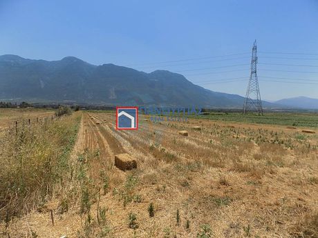 Αγροτεμάχια 6.000τ.μ. για πώληση-Λειανοκλάδι » Αμούρι