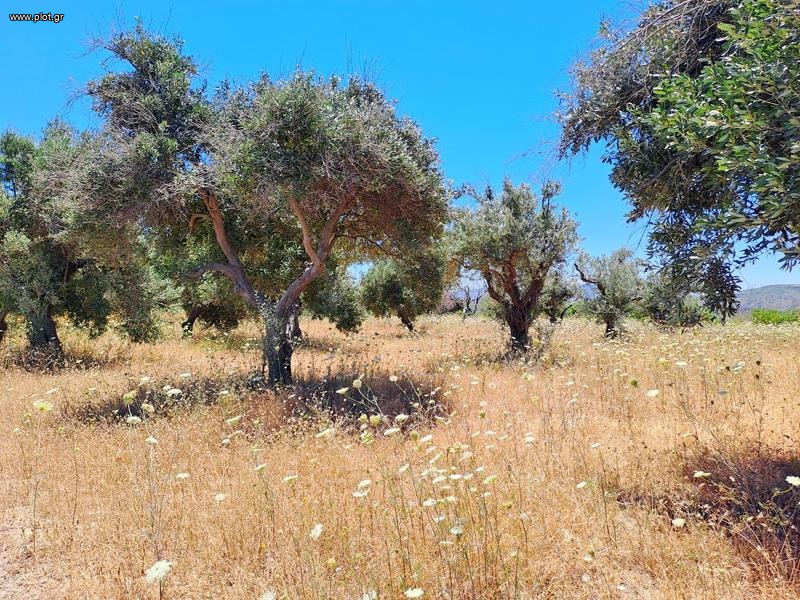 Αγροτεμάχια 8.000 τ.μ. προς πώληση, Αγία Άννα Νηλέως