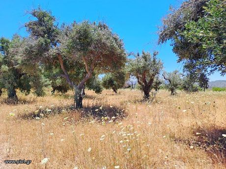 Parcel 8.000sqm for sale-Nilea » Agia Anna