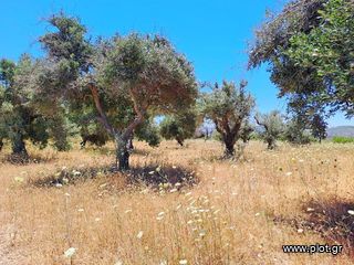 Parcel 8.000 sqm for sale