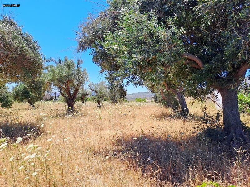 Αγροτεμάχια 8.000 τ.μ. προς πώληση, Αγία Άννα Νηλέως