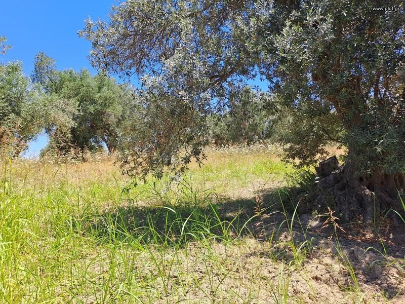 Αγροτεμάχια 8.000 τ.μ. προς πώληση, Αγία Άννα Νηλέως