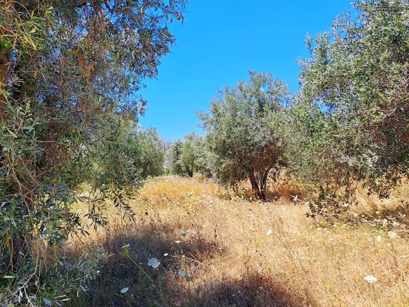 Αγροτεμάχια 8.000 τ.μ. προς πώληση, Αγία Άννα Νηλέως