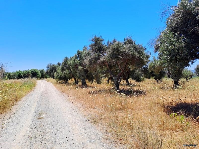 Αγροτεμάχια 8.000 τ.μ. προς πώληση, Αγία Άννα Νηλέως