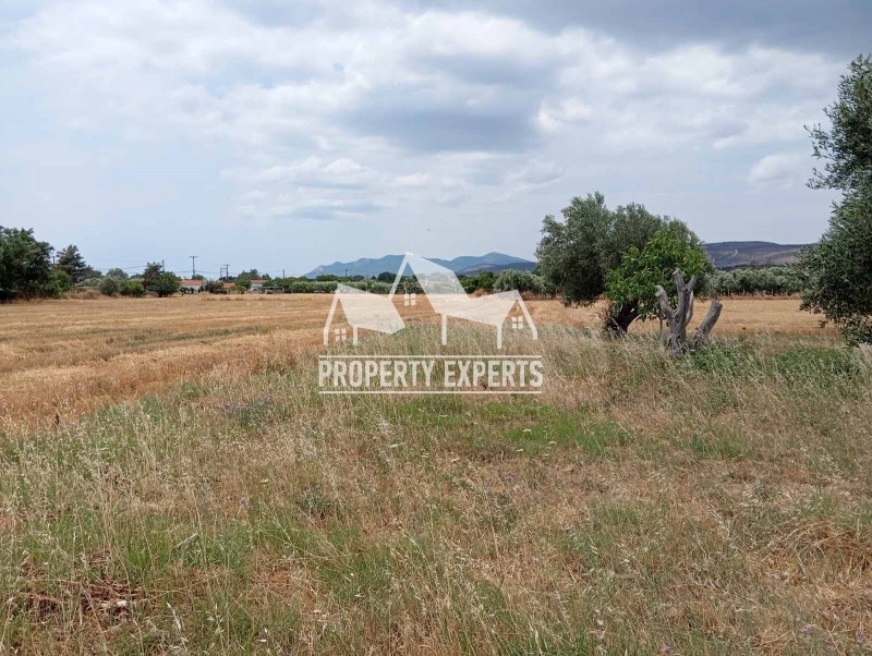 Αγροτεμάχια 4.000 τ.μ. πρός πώληση, Εβρος, Αλεξανδρούπολη