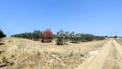 Parcel 12.000sqm for sale-Kallikrateia » Lakkoma