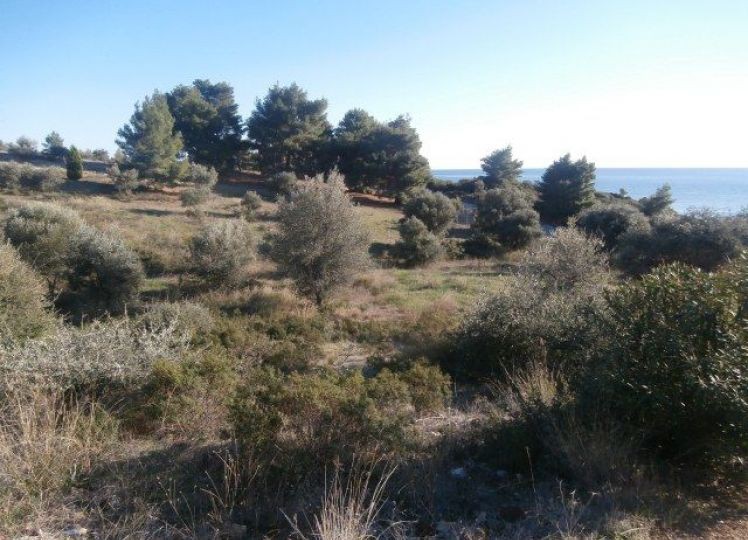 Αγροτεμάχια 13.240 τ.μ. προς πώληση, Βατοπέδι