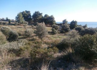 Αγροτεμάχια 13.240 τ.μ. για πώληση, Χαλκιδική, Ορμύλια-thumb-2