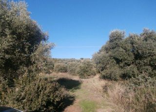 Αγροτεμάχια 13.240 τ.μ. για πώληση, Χαλκιδική, Ορμύλια-thumb-6