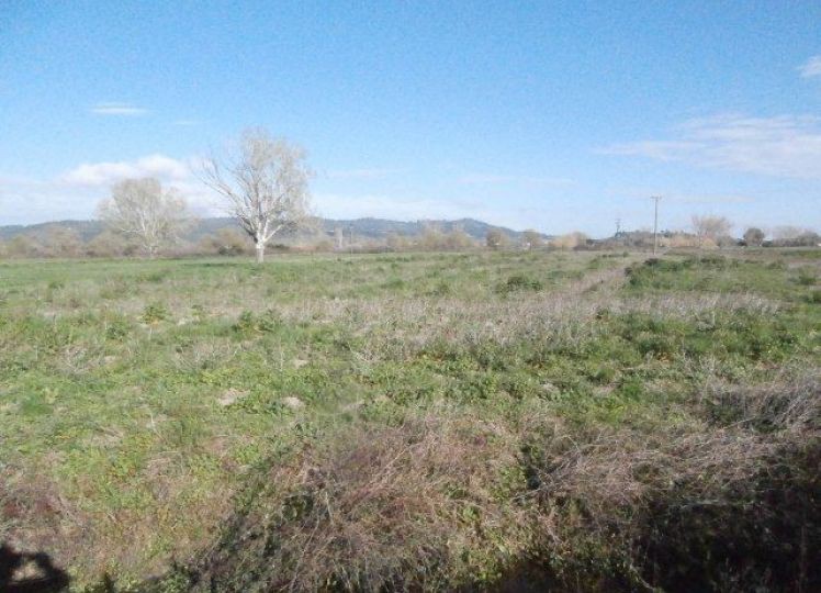 Αγροτεμάχια 9.500 τ.μ. πρός πώληση, Χαλκιδική, Κασσάνδρα