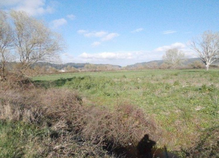 Αγροτεμάχια 9.500 τ.μ. πρός πώληση, Χαλκιδική, Κασσάνδρα
