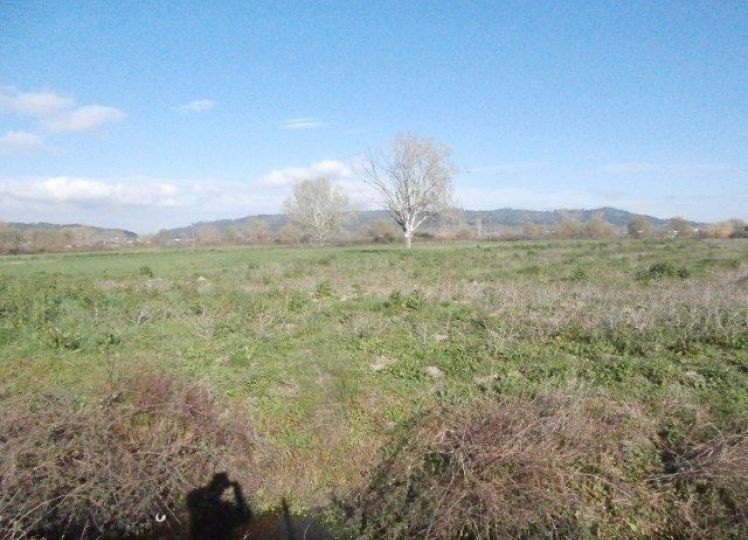 Αγροτεμάχια 9.500 τ.μ. πρός πώληση, Χαλκιδική, Κασσάνδρα