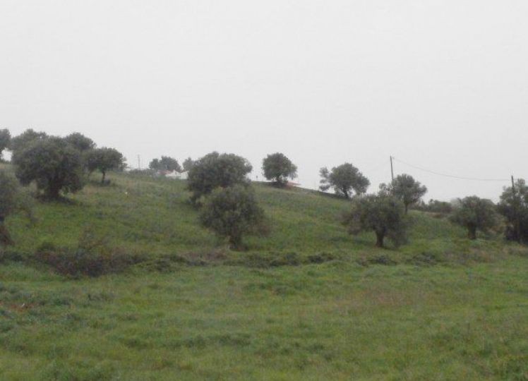 Αγροτεμάχια 6.250 τ.μ. πρός πώληση, Χαλκιδική, Κασσάνδρα
