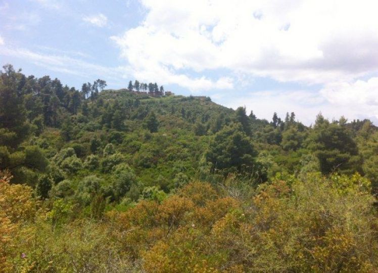 Αγροτεμάχια 6.250 τ.μ. πρός πώληση, Χαλκιδική, Παλλήνη