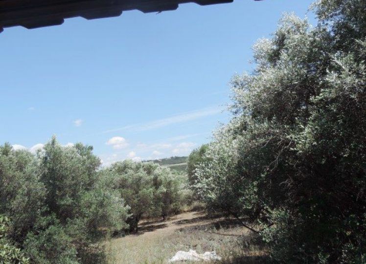Οικόπεδο 3.701 τ.μ. πρός πώληση, Χαλκιδική, Καλλικράτεια