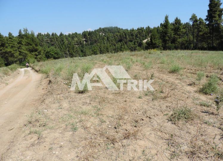 Αγροτεμάχια 23.500 τ.μ. προς πώληση, Χαλκιδική, Κασσάνδρα