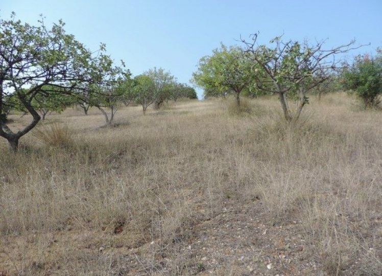 Αγροτεμάχια 9.375 τ.μ. προς πώληση, Νέα Ποτίδαια