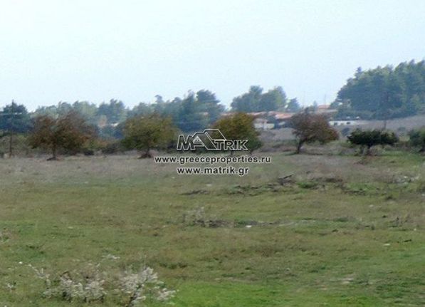 Αγροτεμάχια 5.000 τ.μ. για πώληση, Χαλκιδική, Κασσάνδρα