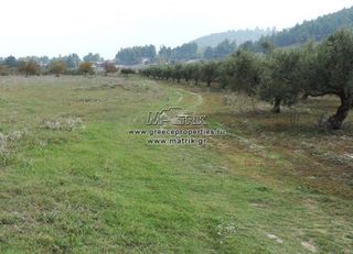 Αγροτεμάχια 5.000 τ.μ. για πώληση, Χαλκιδική, Κασσάνδρα-thumb-3
