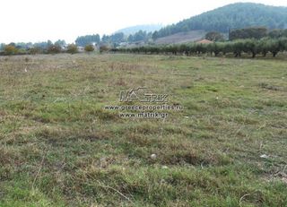 Αγροτεμάχια 5.000 τ.μ. για πώληση, Χαλκιδική, Κασσάνδρα-thumb-2